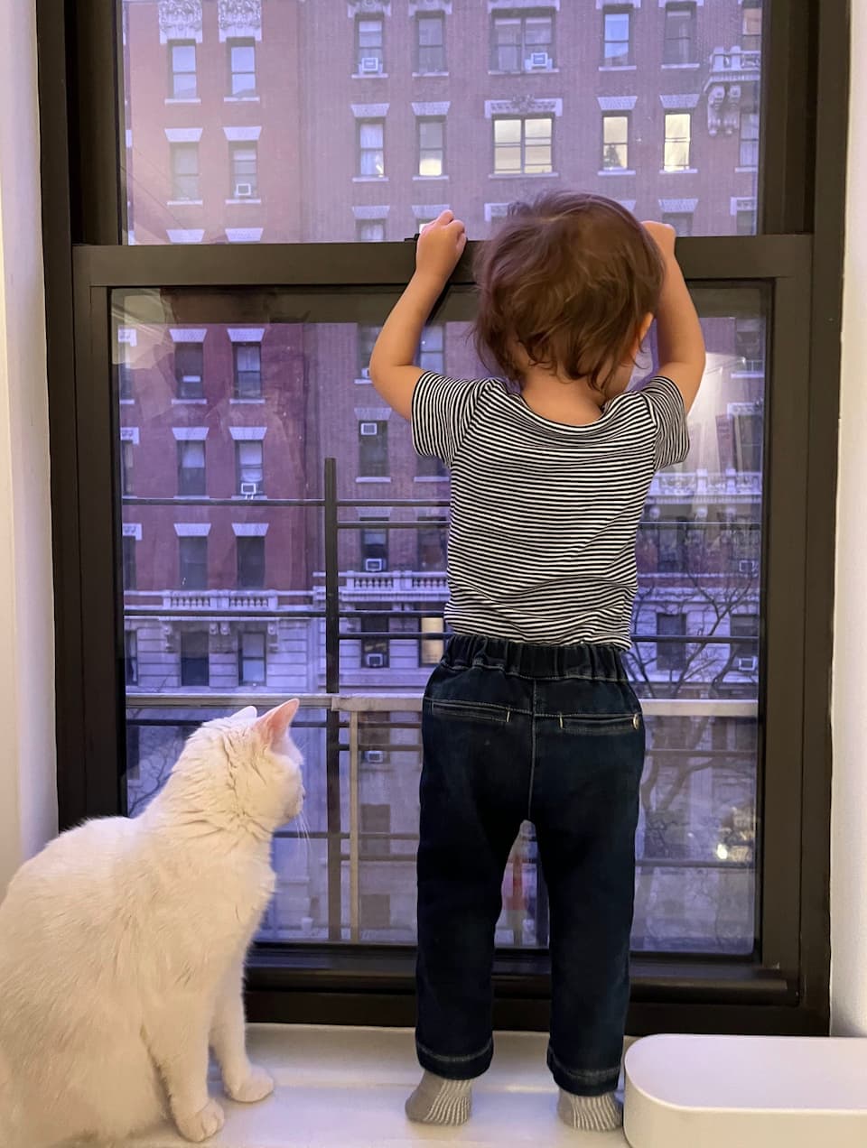 Baby O and Ghost peering out the window